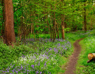 Springtime Bluebells in an Essex Wood