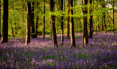 The Bluebells In Chalkney Wood in Springtime