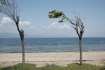 tree on the beach