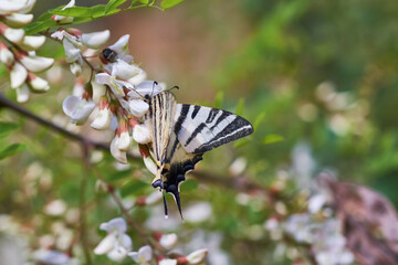 Rare butterfly Podalirium on acacia flowers