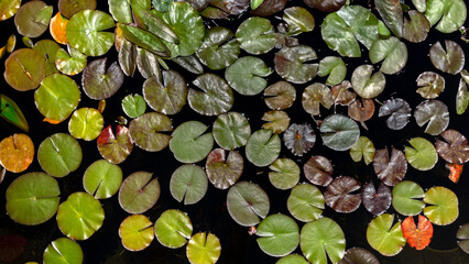 Water lilies pads, natural background as seen from above.