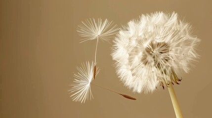  A clear dandelion head drifts amidst wind, soft focus behind