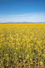 Obraz premium field with yellow flower under a blue sky