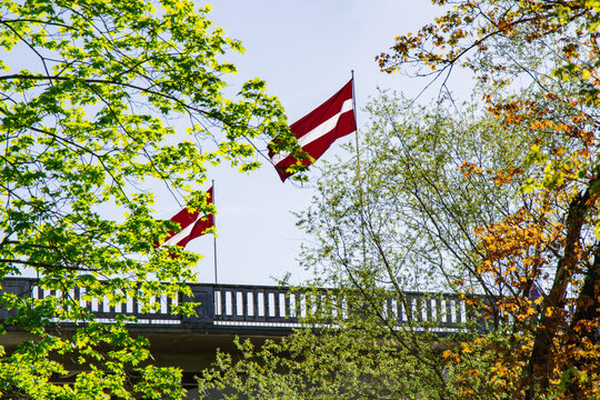 Latvian flags in a sunny day in May shortly before national independence day celebration at the Gauja bridge in Sigulda - Powered by Adobe