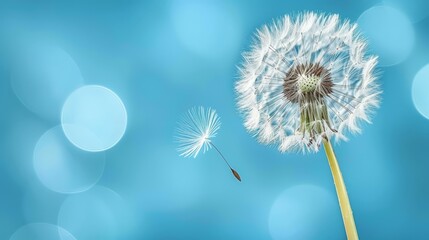   A dandelion drifts in the wind against a blue backdrop, its soft focus image showcasing the white puffball seeds