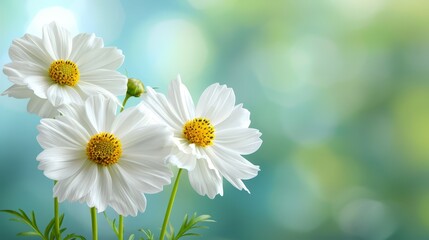 Obraz premium A pair of white blooms atop a verdant plant against a blue backdrop