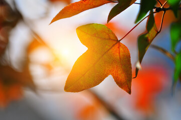 Close up shot of Maple leaves in the winter sun.Shooting against the sun.