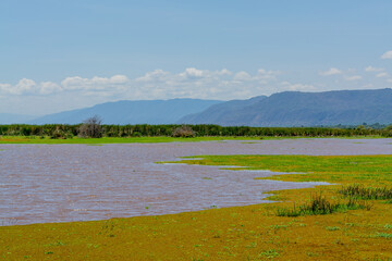wildlife at lake Manyara in Tanzania