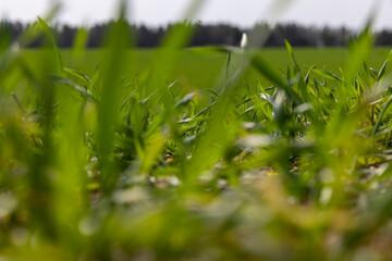 green wheat grass in windy weather