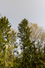 tall old pines with long green needles, tops