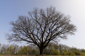 one oak in a field with plowed soil