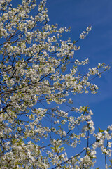 white flowers on cherry trees in the orchard