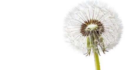  A dandelion flower in tight focus against a pristine white backdrop, featuring a solitary water droplet nestled within its heart