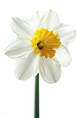 A single white and yellow flower in a vase, perfect for home decor
