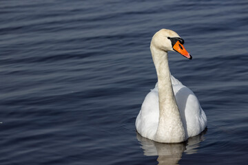 Obraz premium part of a wide river with dark water