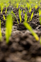a field with a new crop of rye in Europe