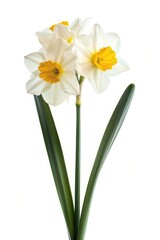 Bright white and yellow flowers in a decorative vase. Ideal for home decor or floral arrangements