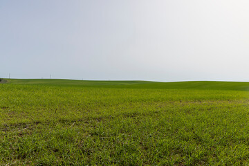 new wheat crop in the field
