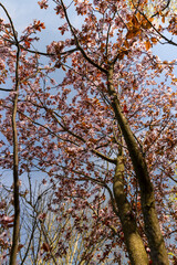 Fototapeta premium beautiful cherry blossoms during flowering in spring