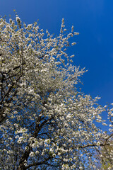 large inflorescences of white cherry blossoms in spring