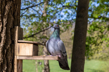 a pigeon on a wooden feeder in the forest