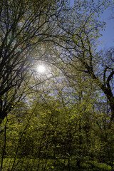 a park with different types of trees in the spring during flowering
