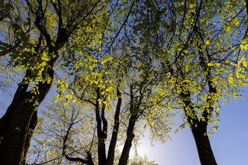 a park with different types of trees in the spring during flowering