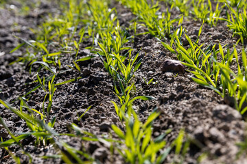 young wheat in the soil, wheat harvest