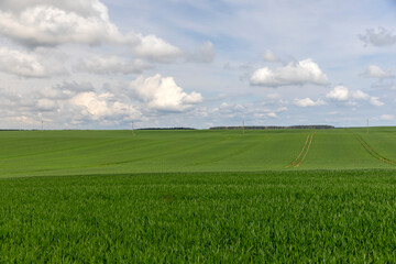 green wheat grass in the spring in the field