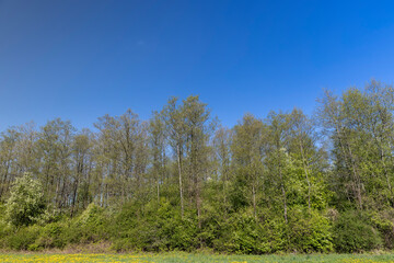 green grass and yellow dandelions in the field in sunny weather