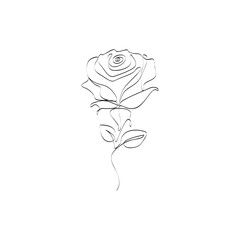 Vector continuous one simple single abstract line drawing of Rose flower isolated on a white background
