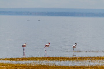 wildlife at lake Manyara in Tanzania