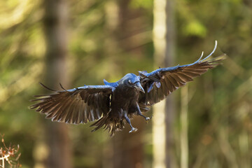 common raven (Corvus corax) wants to land in the woods