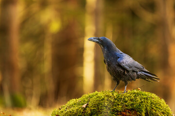 common raven (Corvus corax) posing in the forest