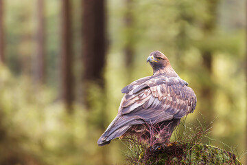 female White-tailed eagle (Haliaeetus albicilla) is in the woods