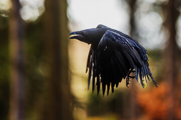 common raven (Corvus corax) during the flight