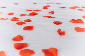 Close up many red flowers rose petals on comfortable bed white sheet in hotel room apartment. Valentine`s day concept celebration decoration for romantic evening. Love, holiday, party
