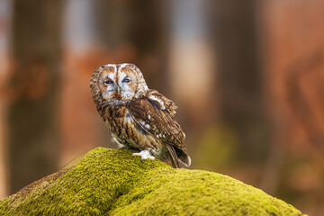 tawny owl (Strix aluco) on the rock with moss