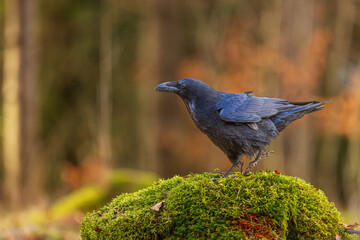 common raven (Corvus corax) in the moss in the forest