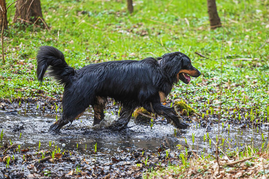black and gold Hovie dog hovawart running through the mud