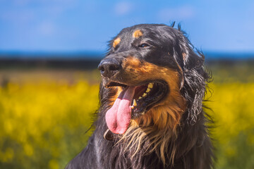 black and gold Hovie dog hovawart Portrait with yellow-blue background