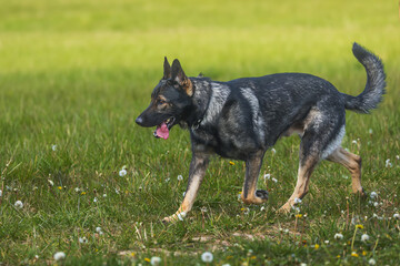 female German Shepherd Dog Portrait