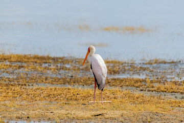 wildlife at lake Manyara in Tanzania
