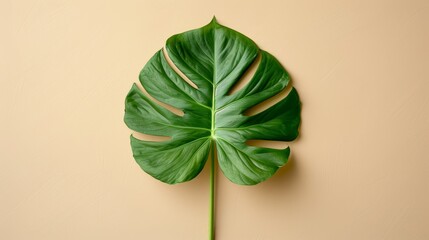   A large, green leaf rests atop a beige wall Adjacent, another green leaf lies against the wall's edge