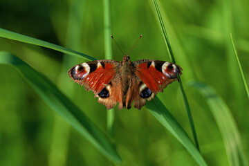 A red butterfly sits on green grass.