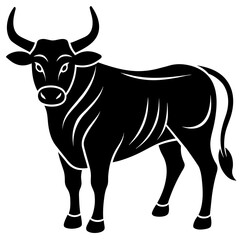 black bull isolated on white
