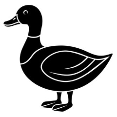 duck isolated on white background
