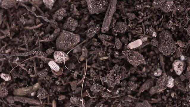 Myriapoda from family Glomeridae under a microscope, possibly Trachysphaera minuta. They live under stones and fallen leaves and feed on rotted leaves and moss.