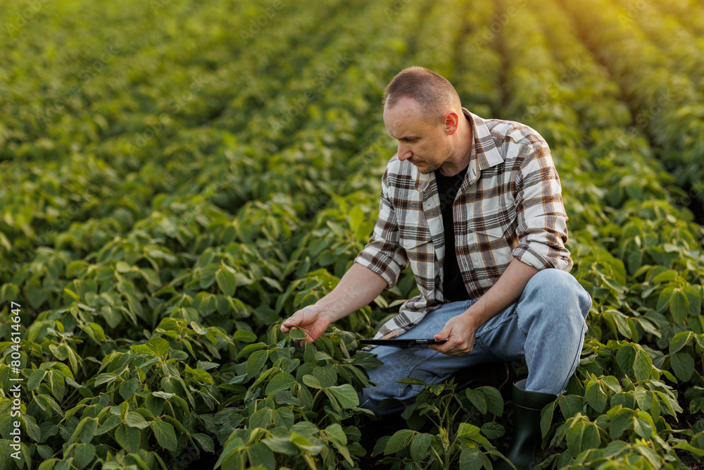 Wall mural smart farming. farmer with digital tablet examines and checkins green leaves of soybeans plants in f