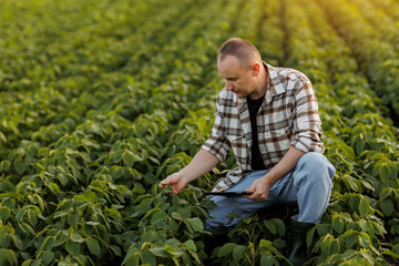 Smart farming. Farmer with digital tablet examines and checkins green leaves of soybeans plants in...